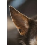 Canine Eye and Ear Care