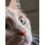 Feline Eye and Ear Care