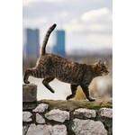 Feline Joint Support