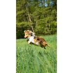 Soutien Articulaire canin