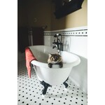 Cat Shampoo and Accessories