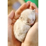 Newborn Kitten Care
