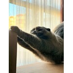  Protection Meubles - Coupe griffes