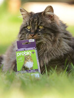 Probio - Santé digestive -  Immunité pour chats
