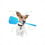 Insecticide, tiques et puces