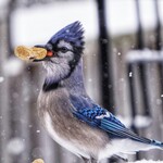 OISEAUX SAUVAGES