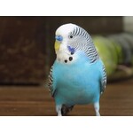 OISEAUX DOMESTIQUES
