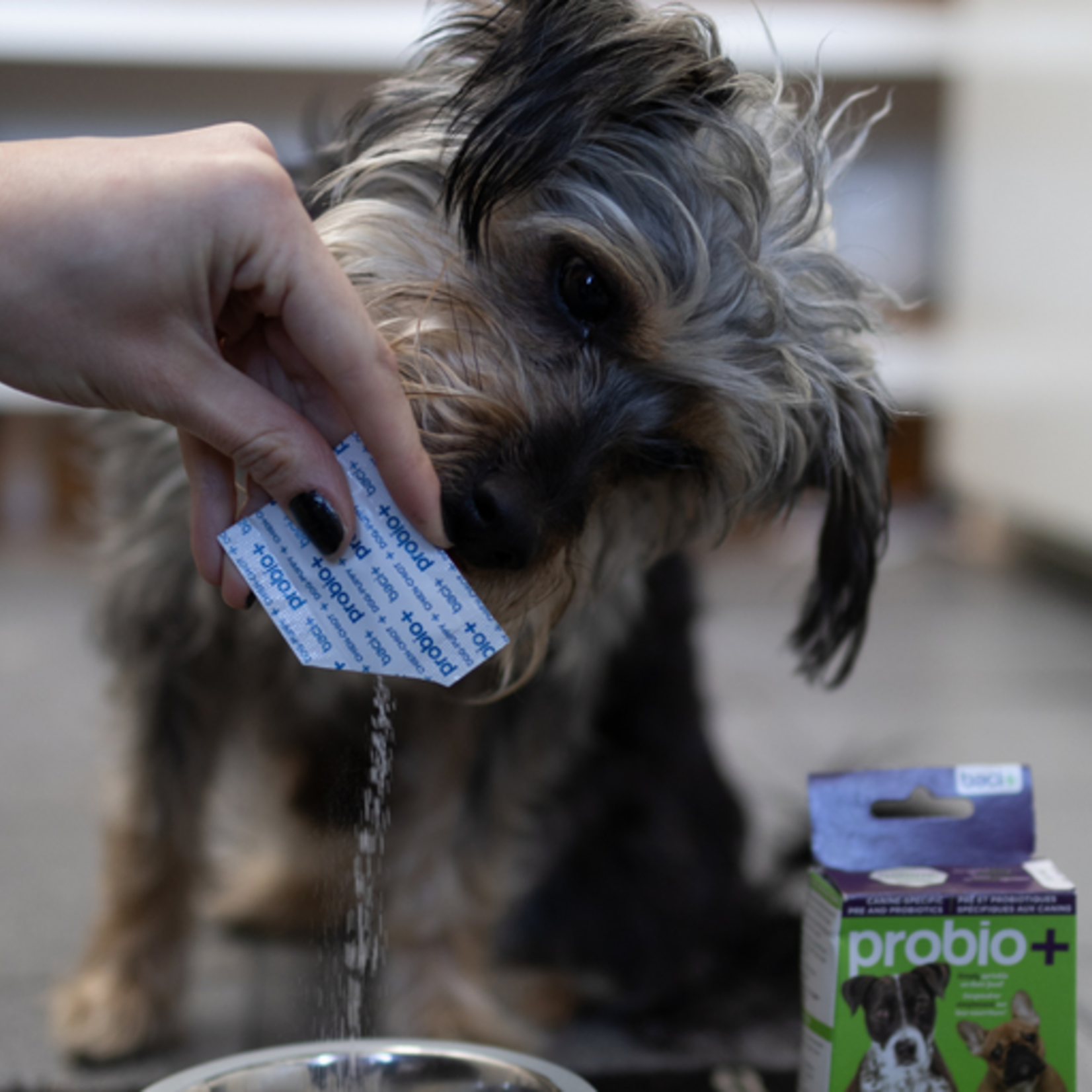 Intestinal Boost - THE essential kit for your dog