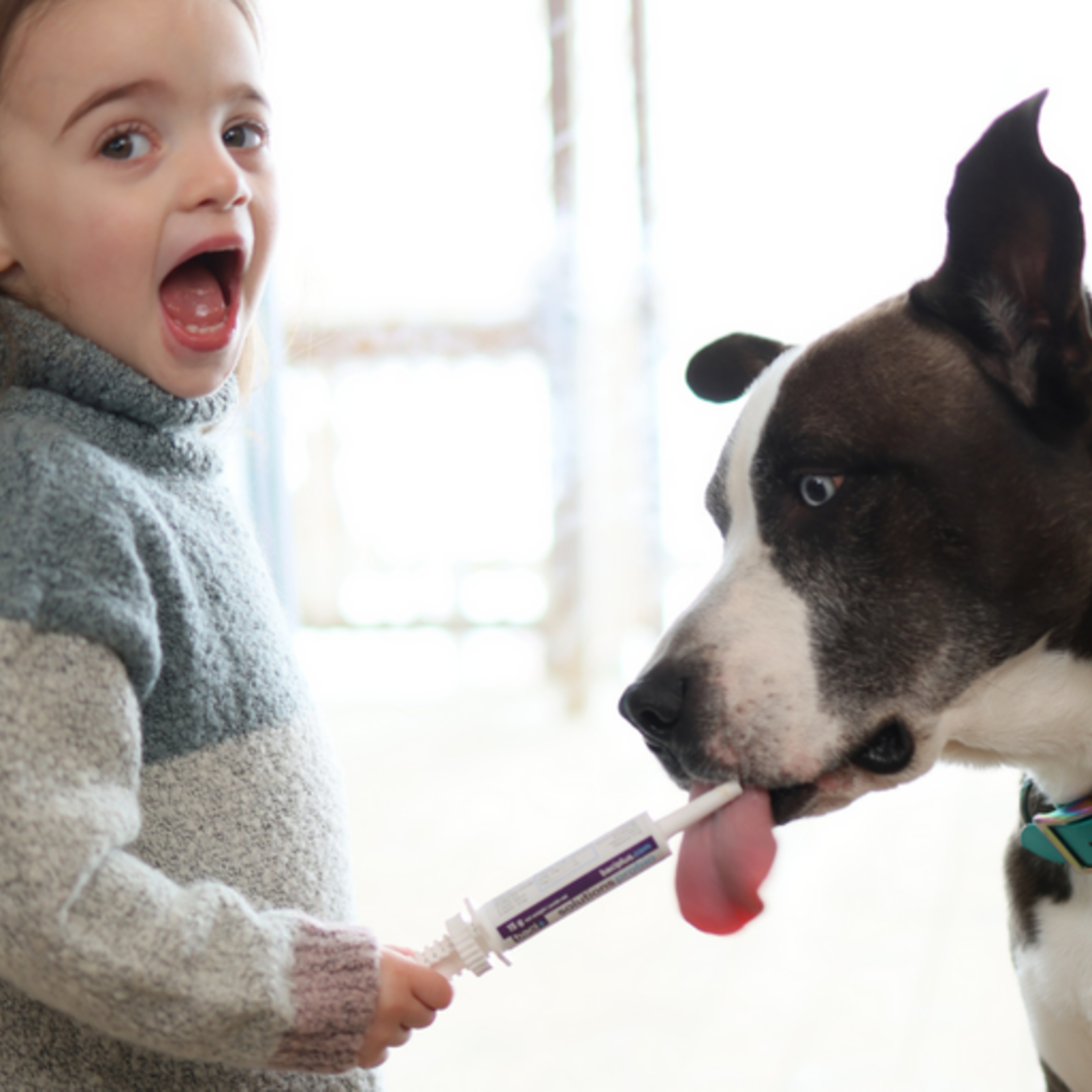 Boost intestinal - LA trousse essentielle pour votre chien