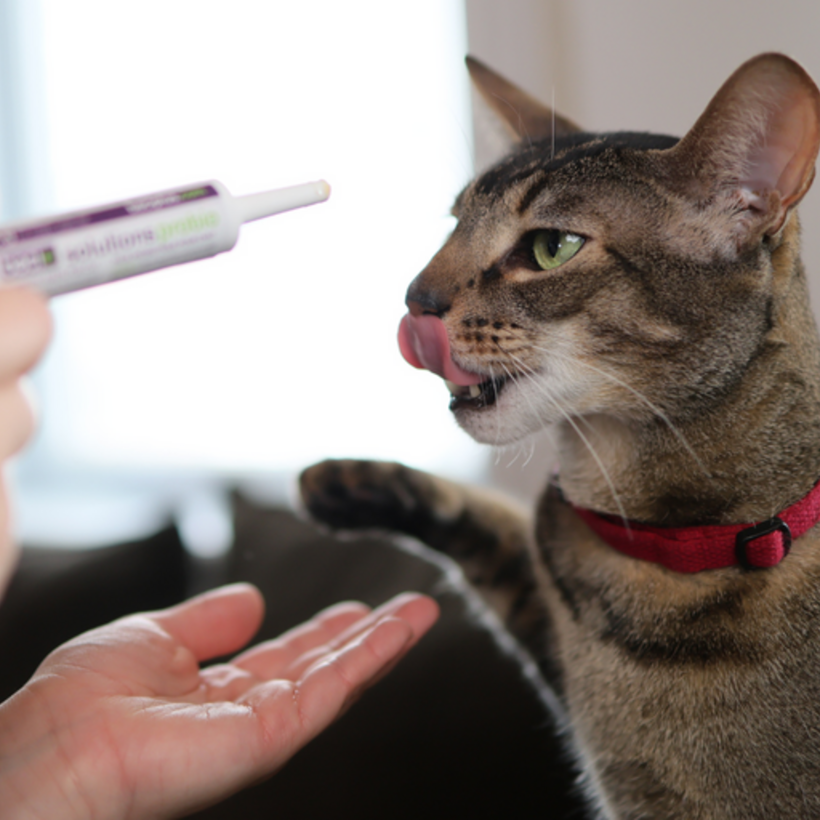 Probio - Trousse Boost Intestinal pour Chats
