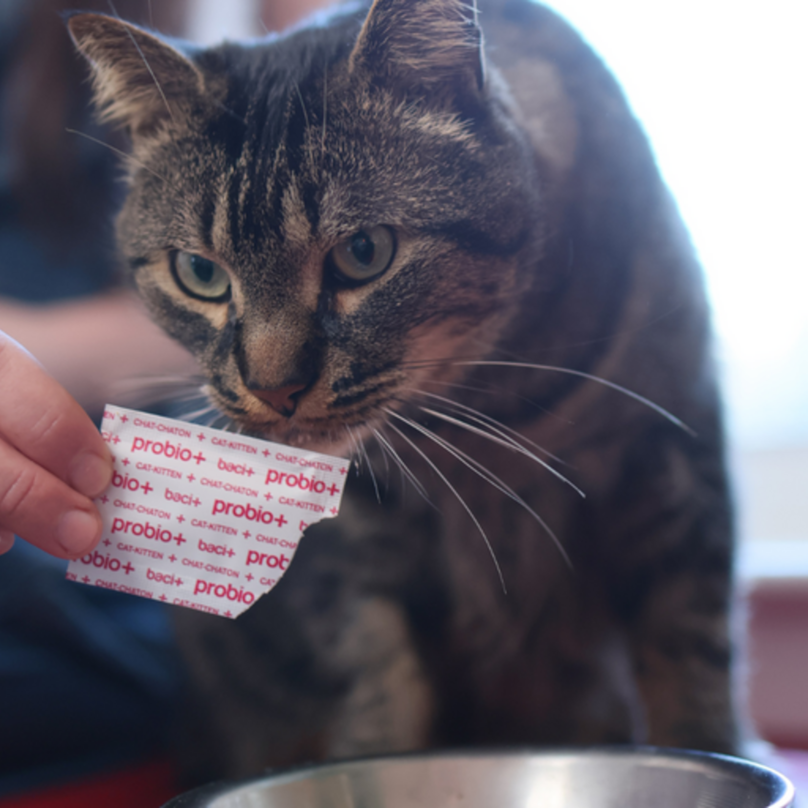 probio+ Gut Boost Kit for Cats