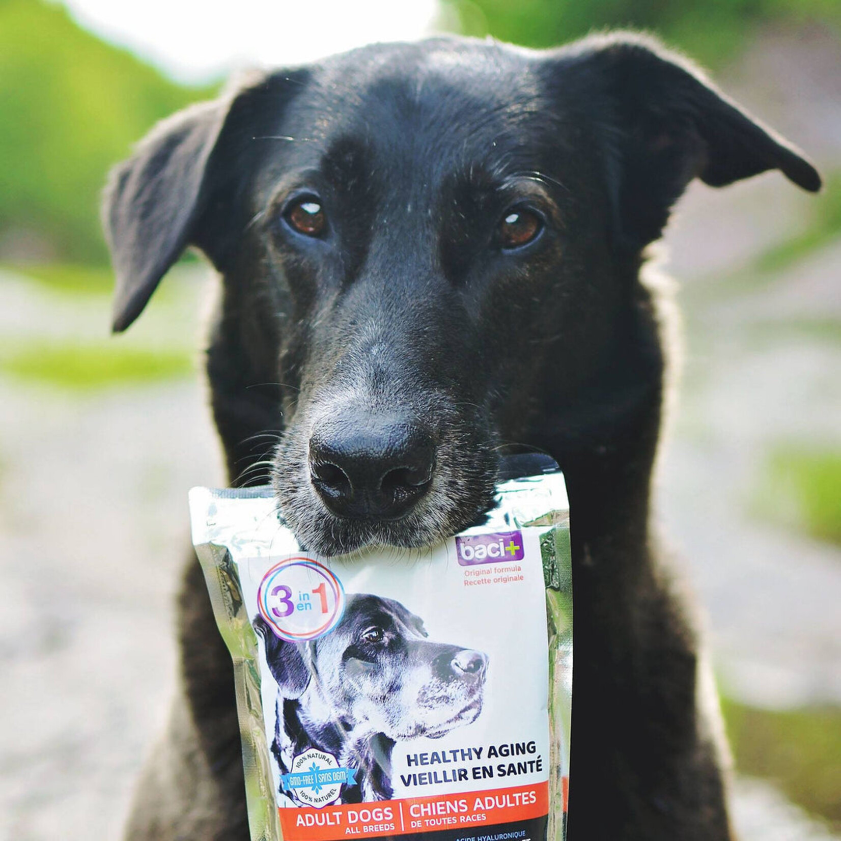 Adult Dogs - Joint Health - Skin - Neurological - Cardiac - Intestinal - Immune System