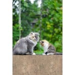 CHAT ET CHATON