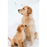 CHIOT ET CHIEN