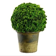 Preserved Celsoia Ball Topiary 9.8"