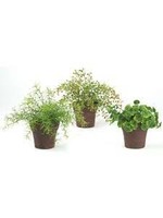 Sullivan's Herbs Potted Plant Assorted