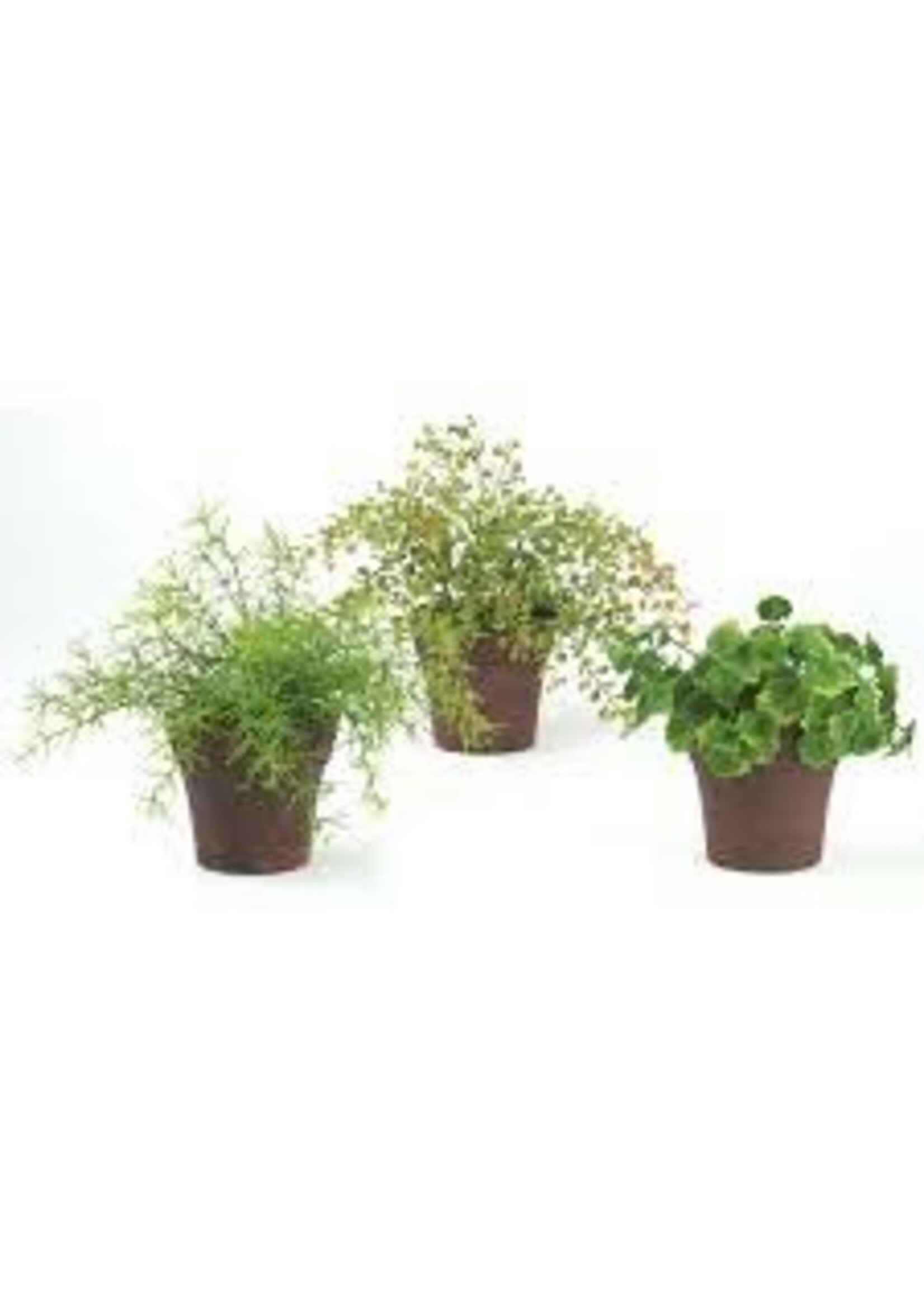 Sullivan's Herbs Potted Plant Assorted