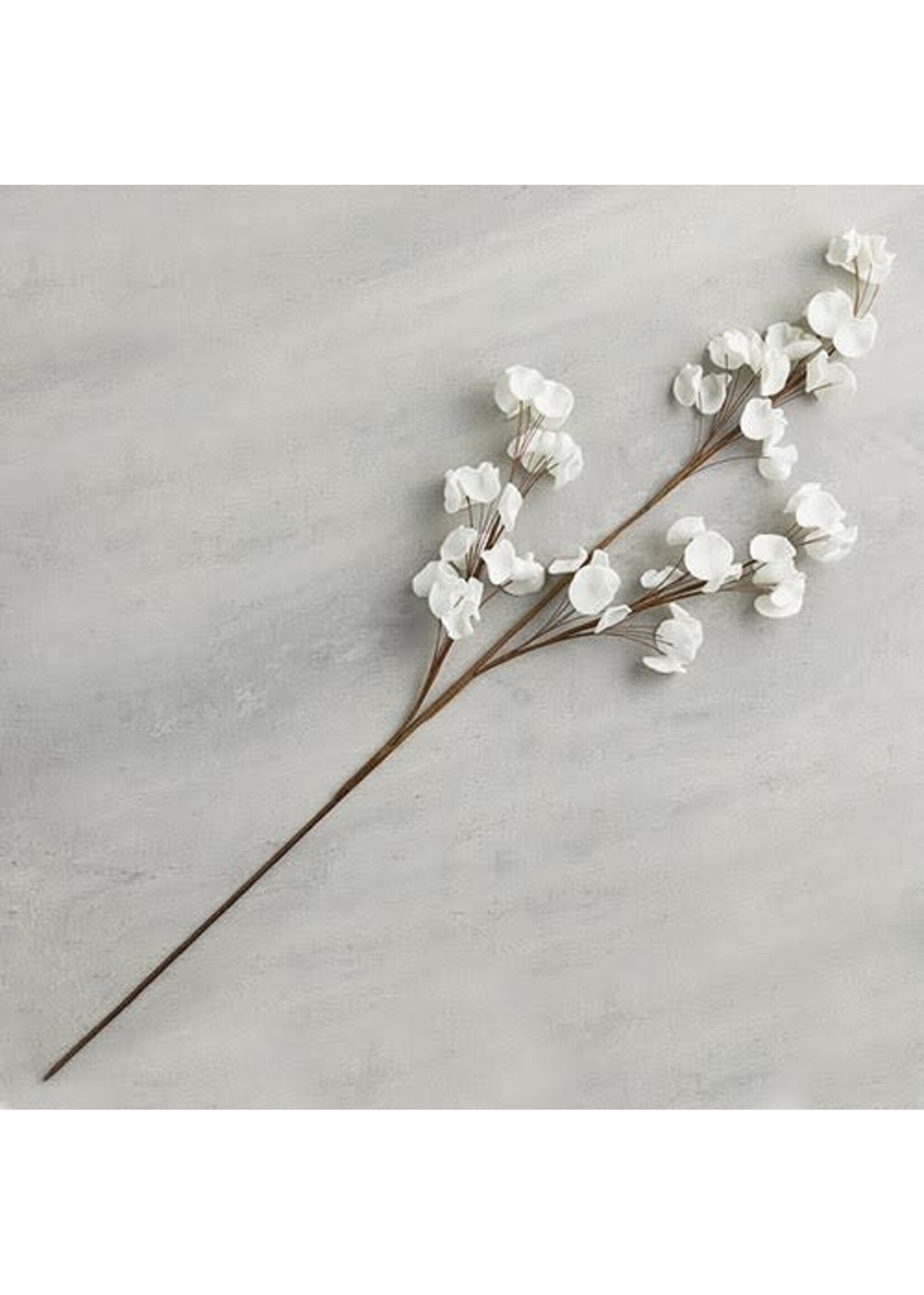White Flower Stem