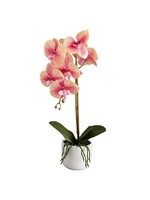 Pink Orchid Potted