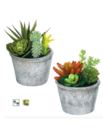 Sullivan's Mini Succulents Potted Plants Assorted