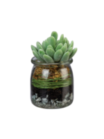 Jar - Jade Succulent