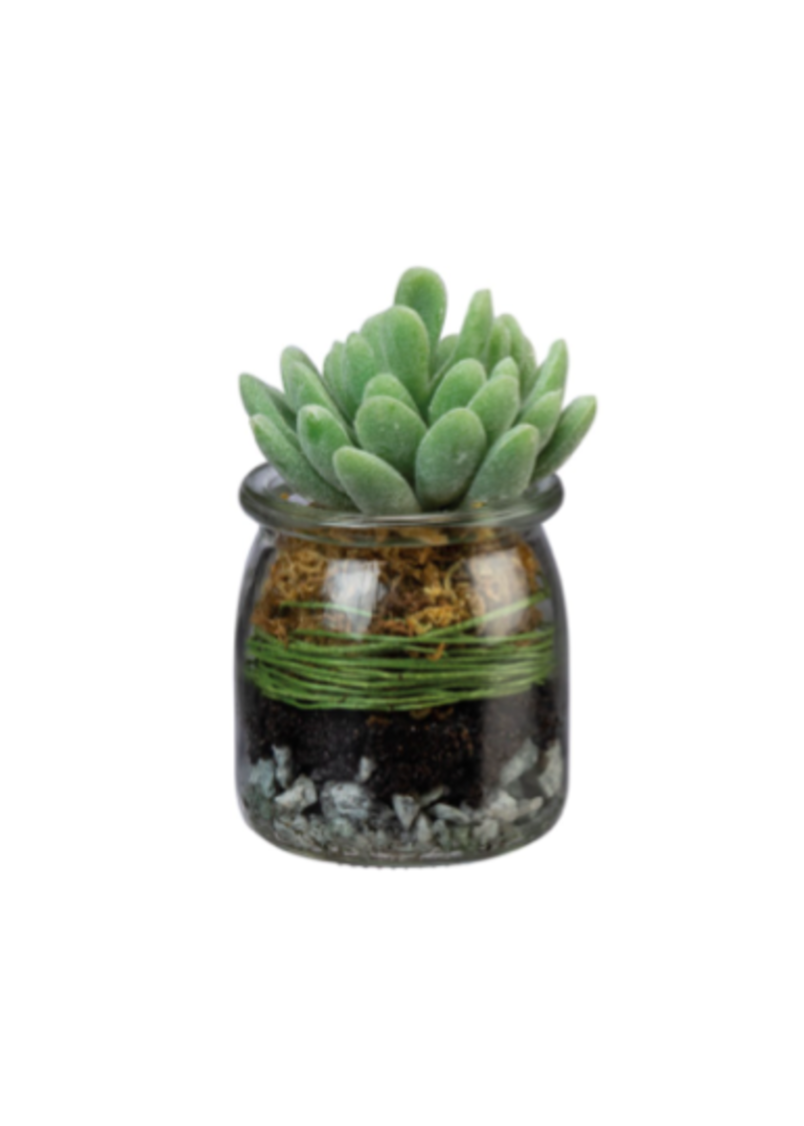 Jar - Jade Succulent