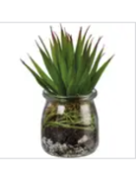 Aloe Succulent Jar