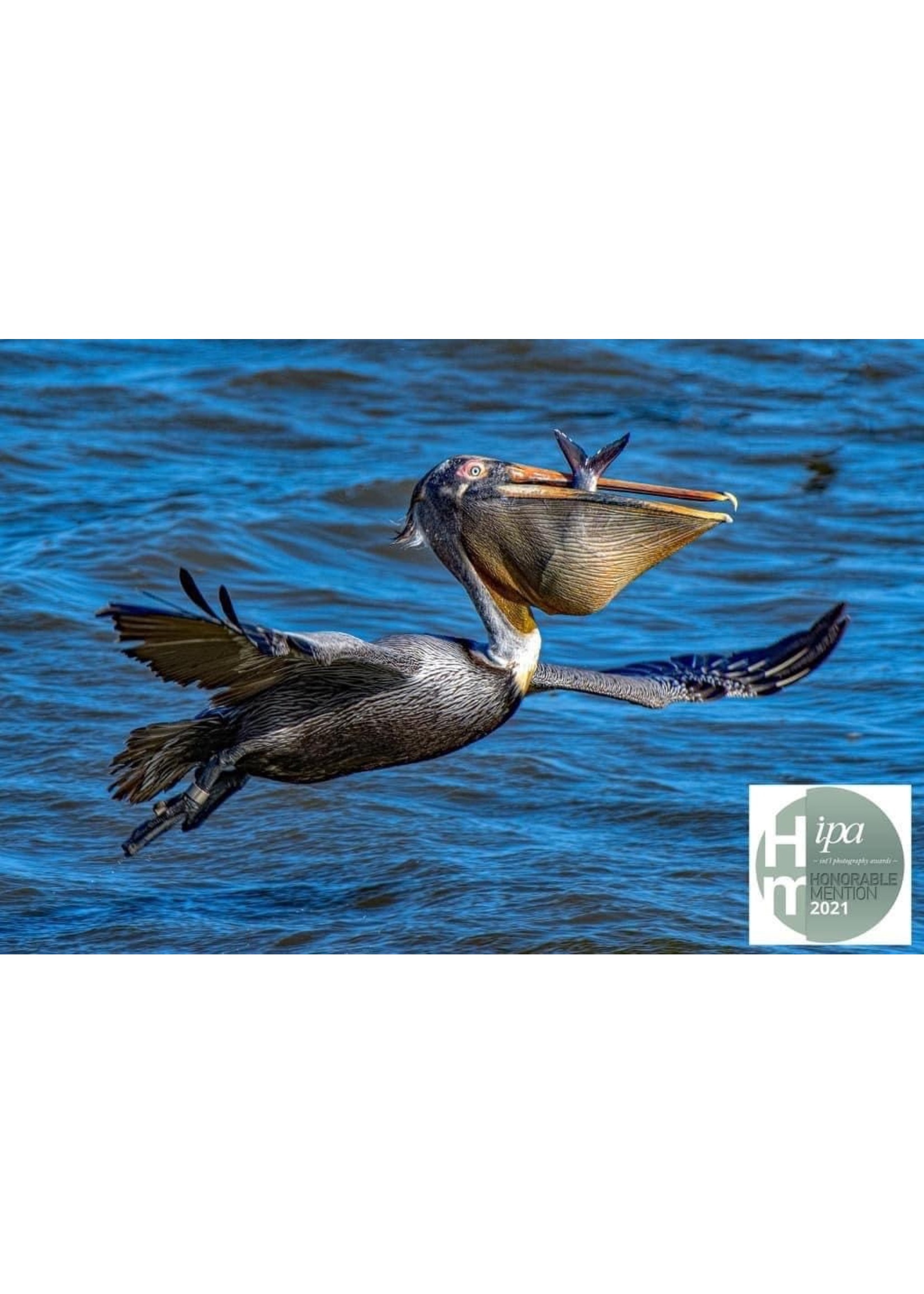 Kathy Dennehey Award winning photo,   Pelican Taking Flight With Fish  8x10 black matte, photographer Kathy Dennehey