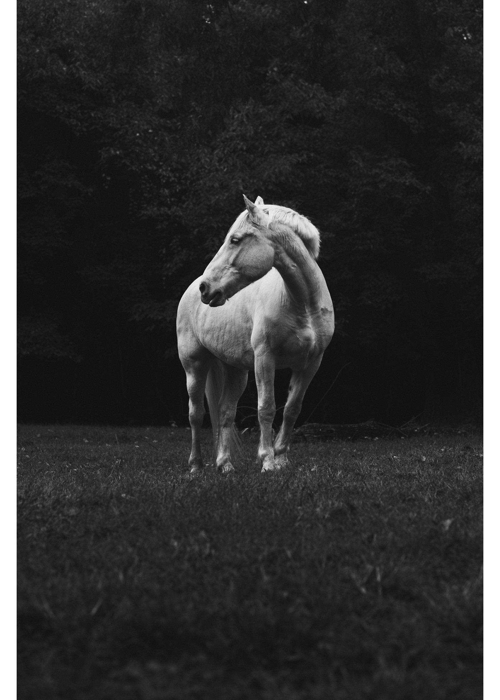 Justin Parker  "It's not a wig" 20X30 Print