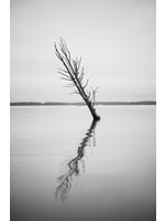 Justin Parker "It looks like 2 trees" 12X18 Print