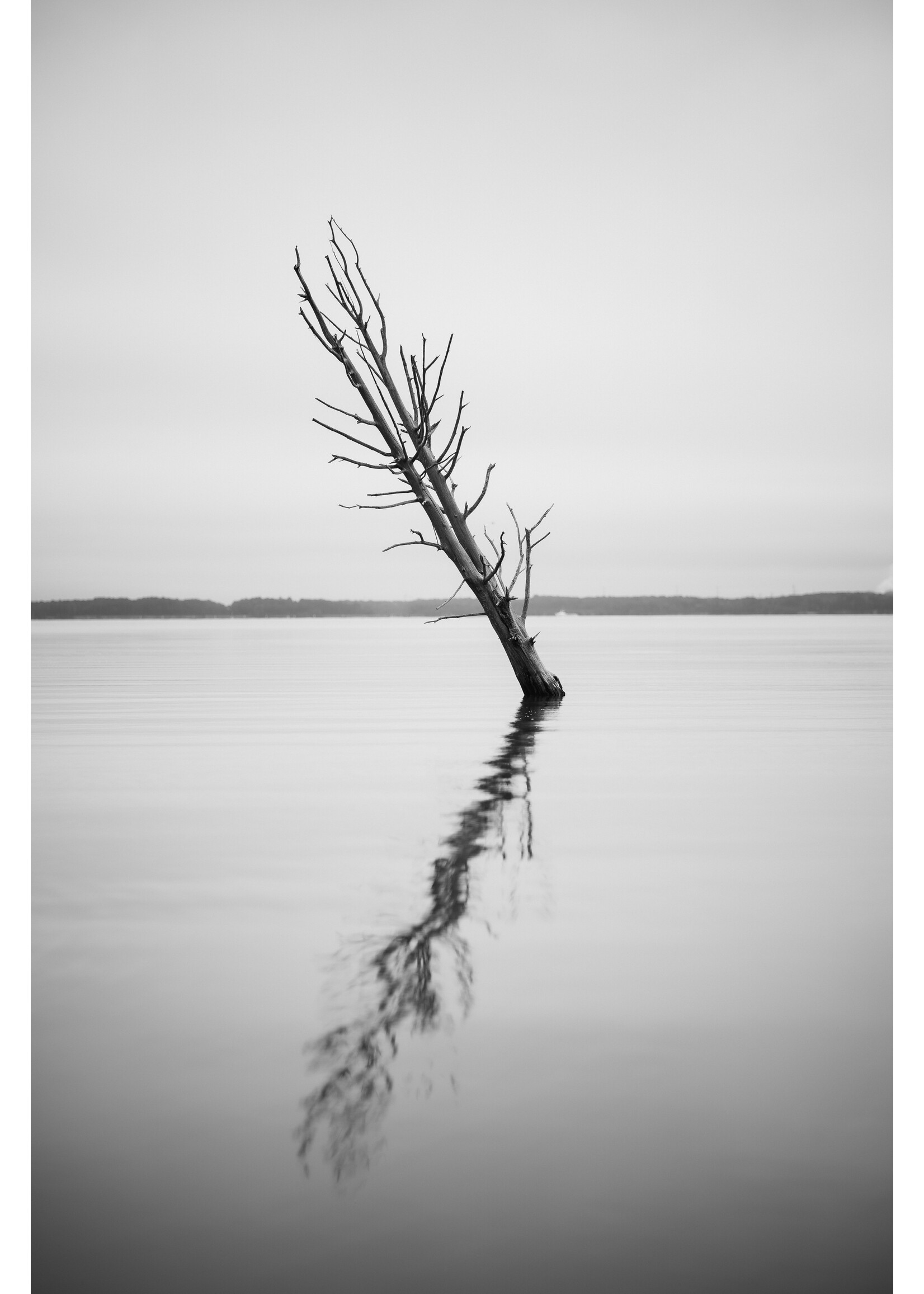 Justin Parker "It looks like 2 trees" 12X18 Print