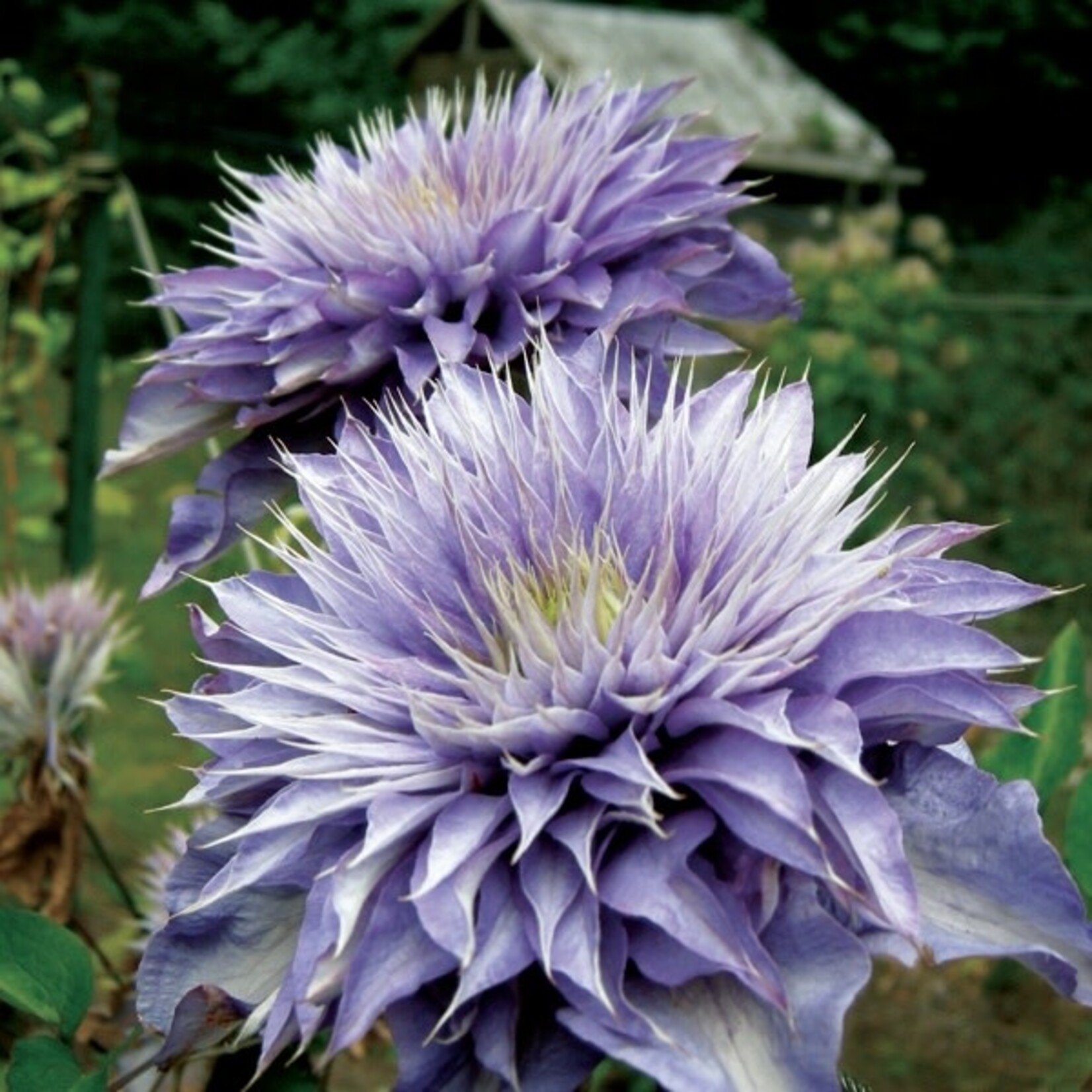 Clematis Multi Blue 1 Gal
