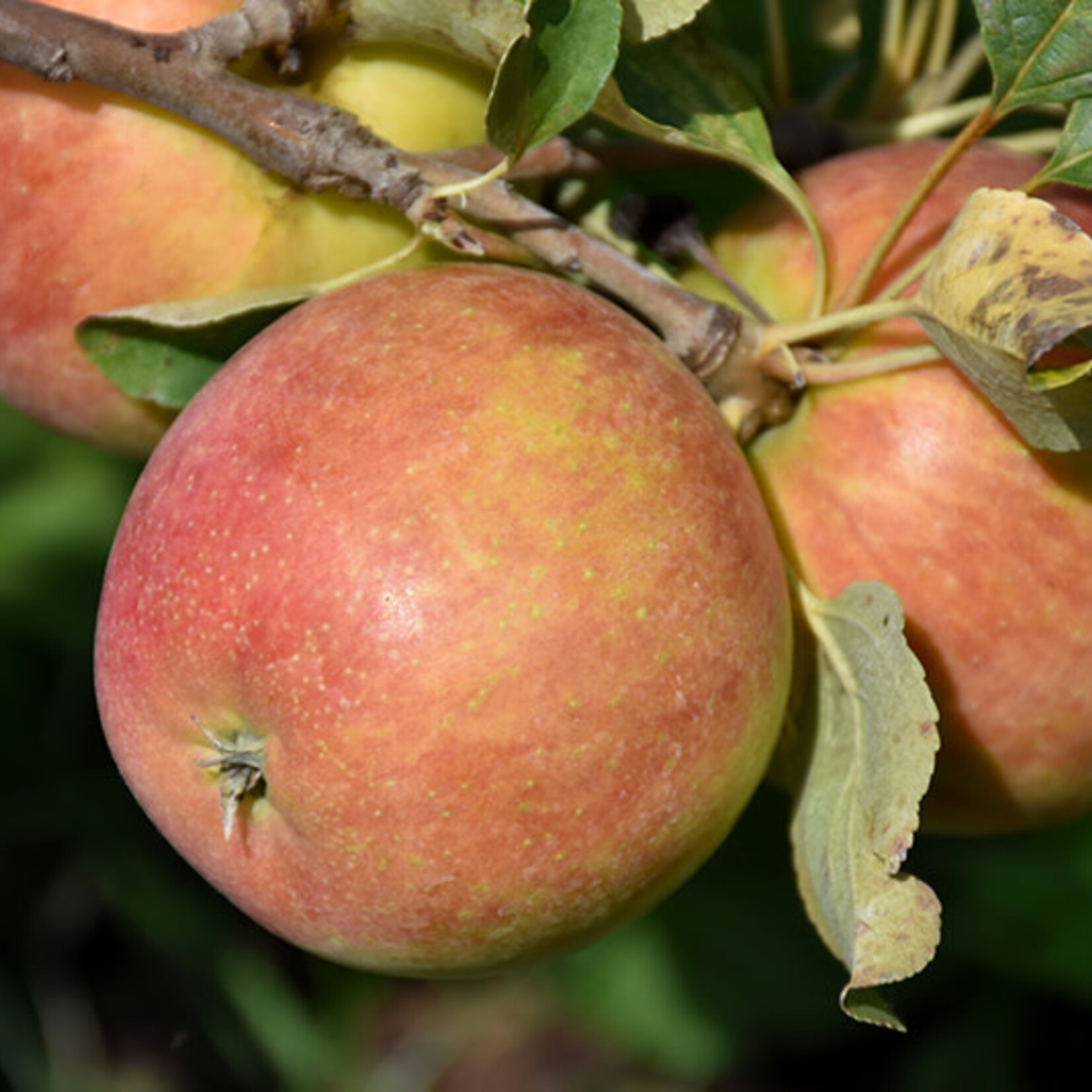 Apple Dwarf Odyssey 5-6ft Fibre Pot