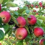 Apple Collet