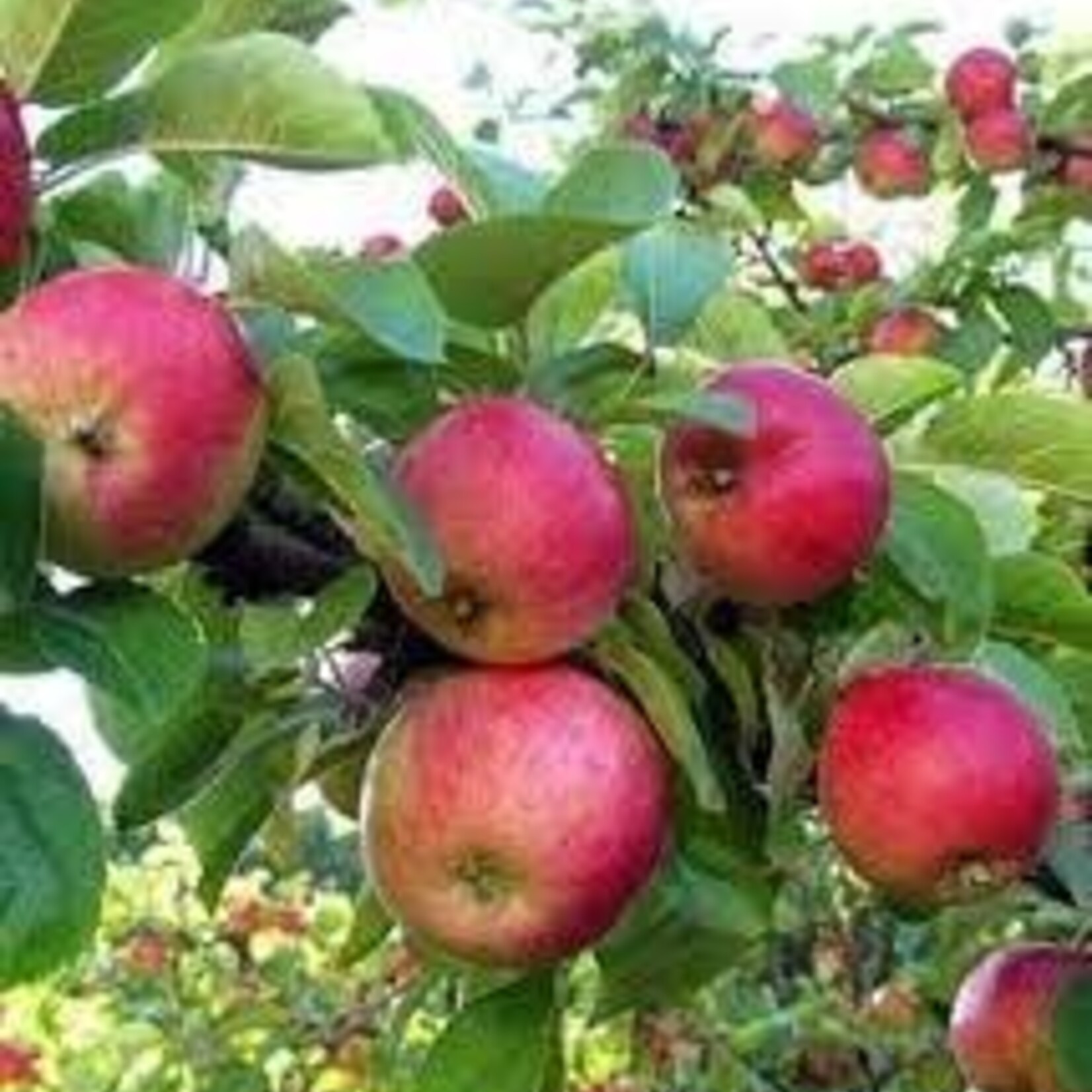 Apple Collet 5 Gal