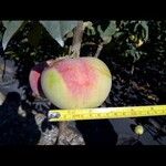 Apple Goodland