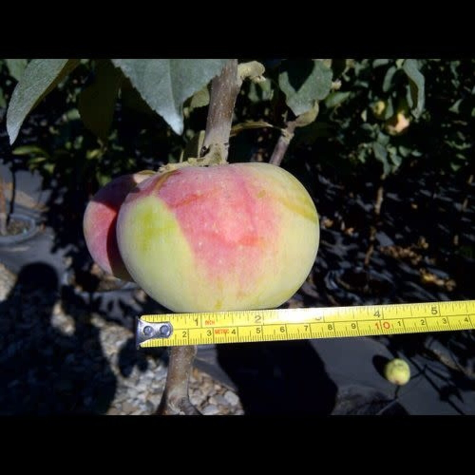 Apple Goodland 5 Gal