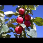 Crabapple Rescue