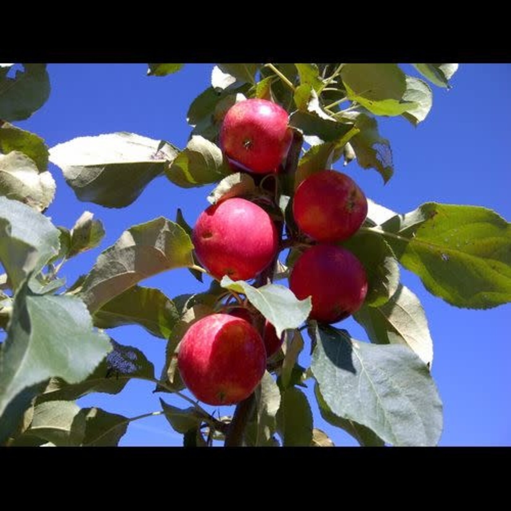 Crabapple Rescue 5 Gal