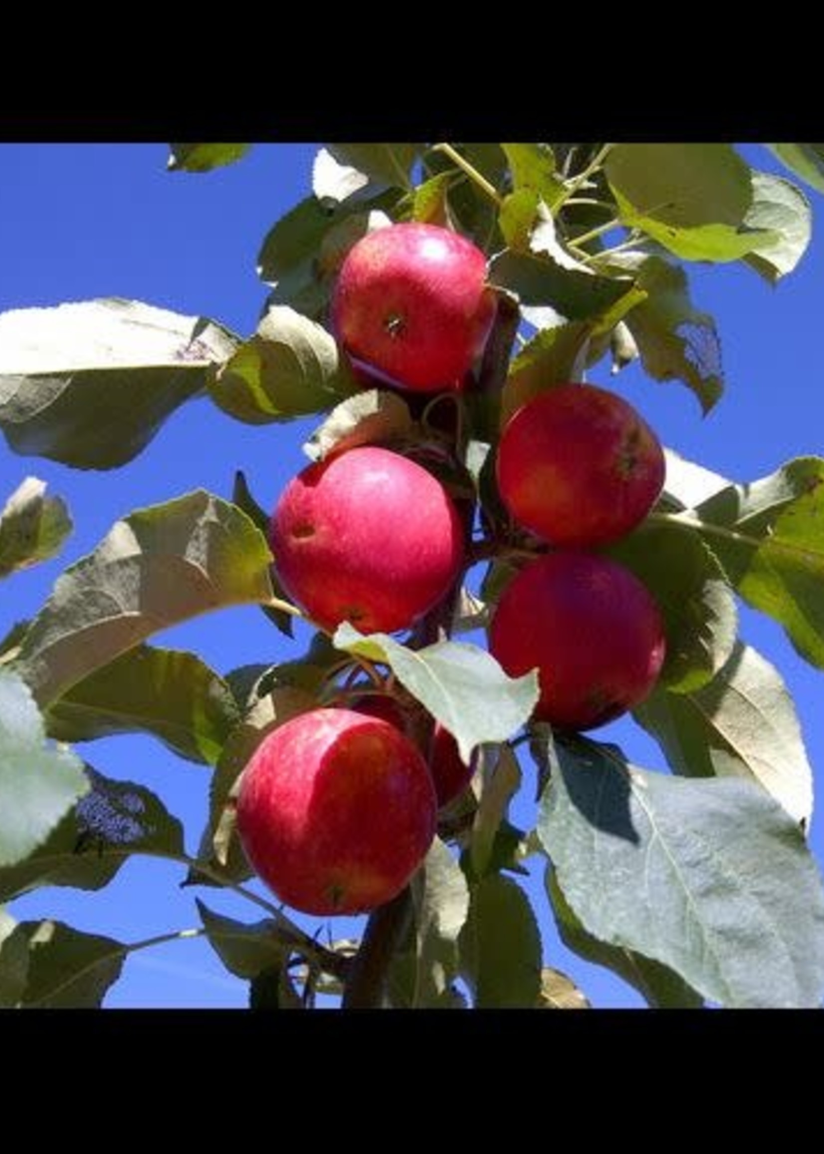 Crabapple Rescue 5 Gal