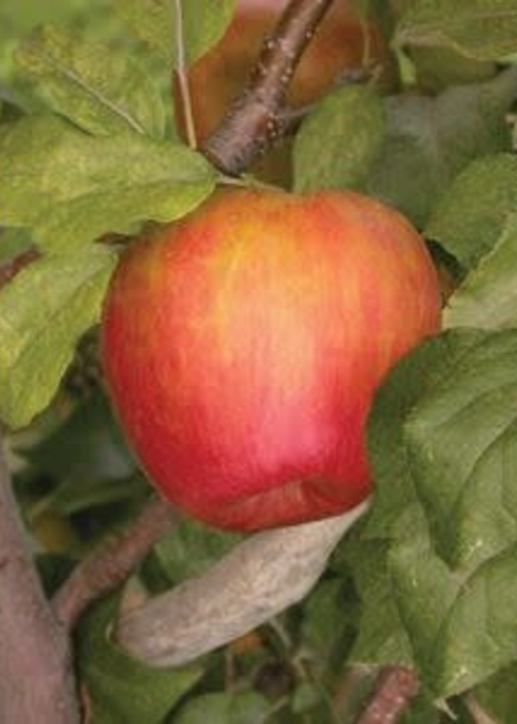 Apple Honeycrisp
