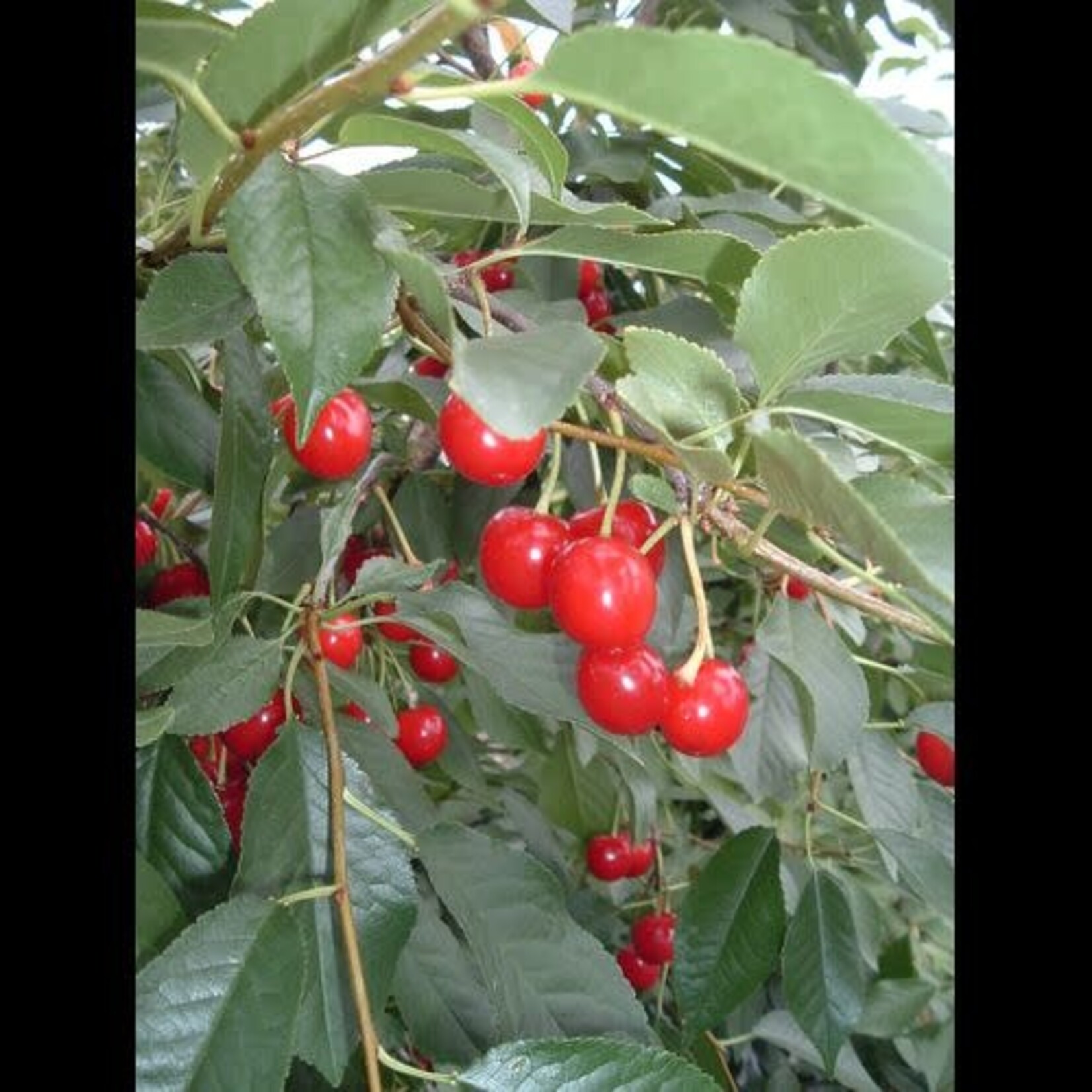 Evans Sour Cherry 5 gal tree form