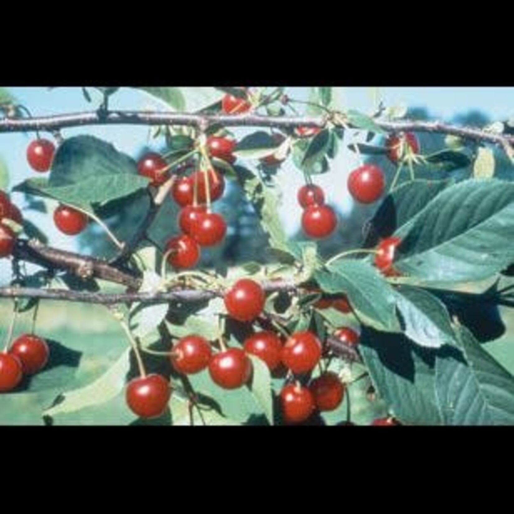 Cherry Crimson Passion 5 gal Tree form