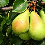 Pear Paul's Golden