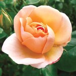 Rose Chinook Sunrise