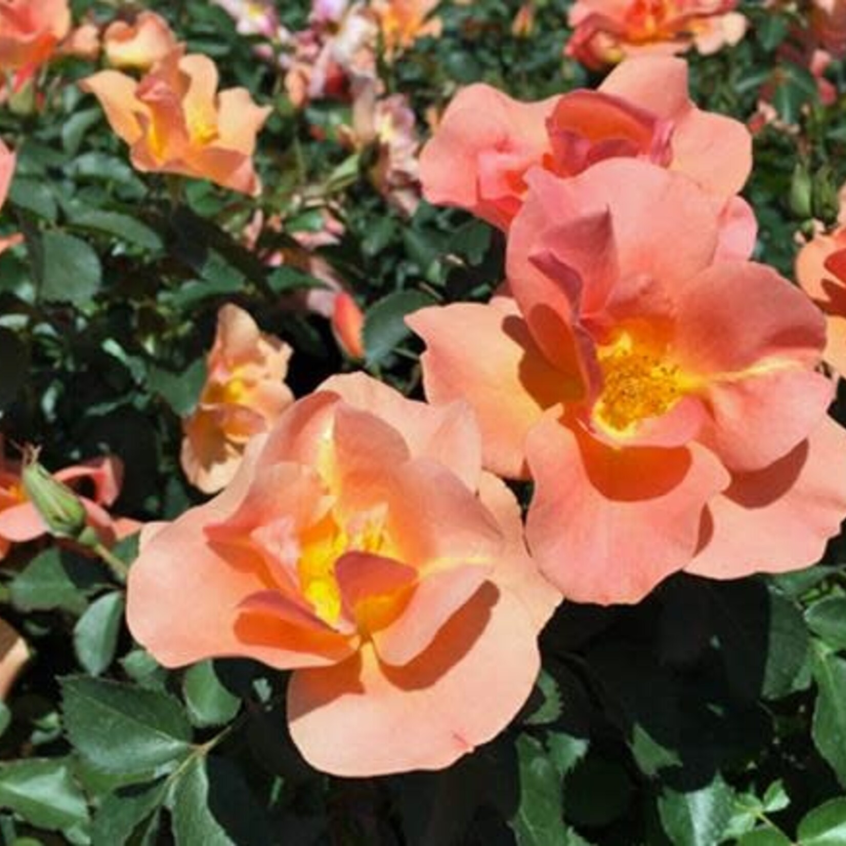 Rose Chinook Sunrise 2 Gal