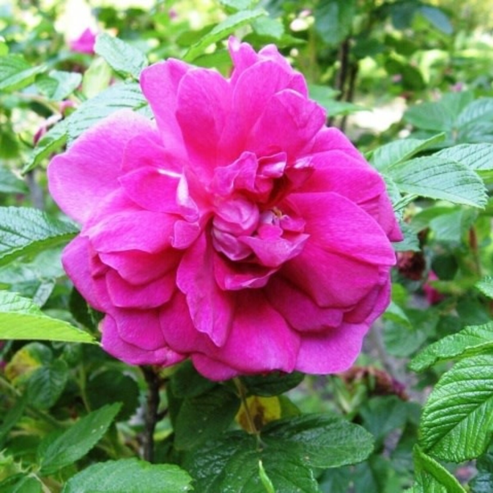Rose Hansa 2 Gal