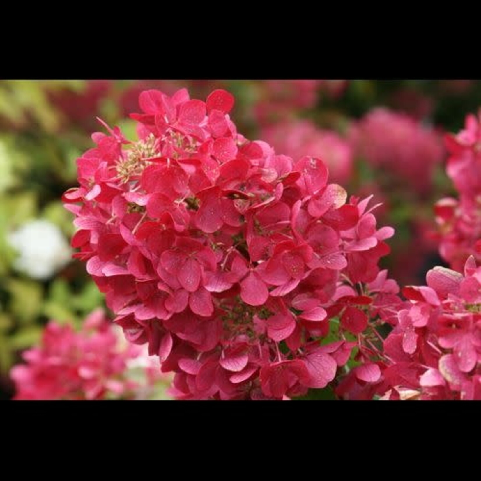 Hydrangea Diamond Rouge 2 Gal