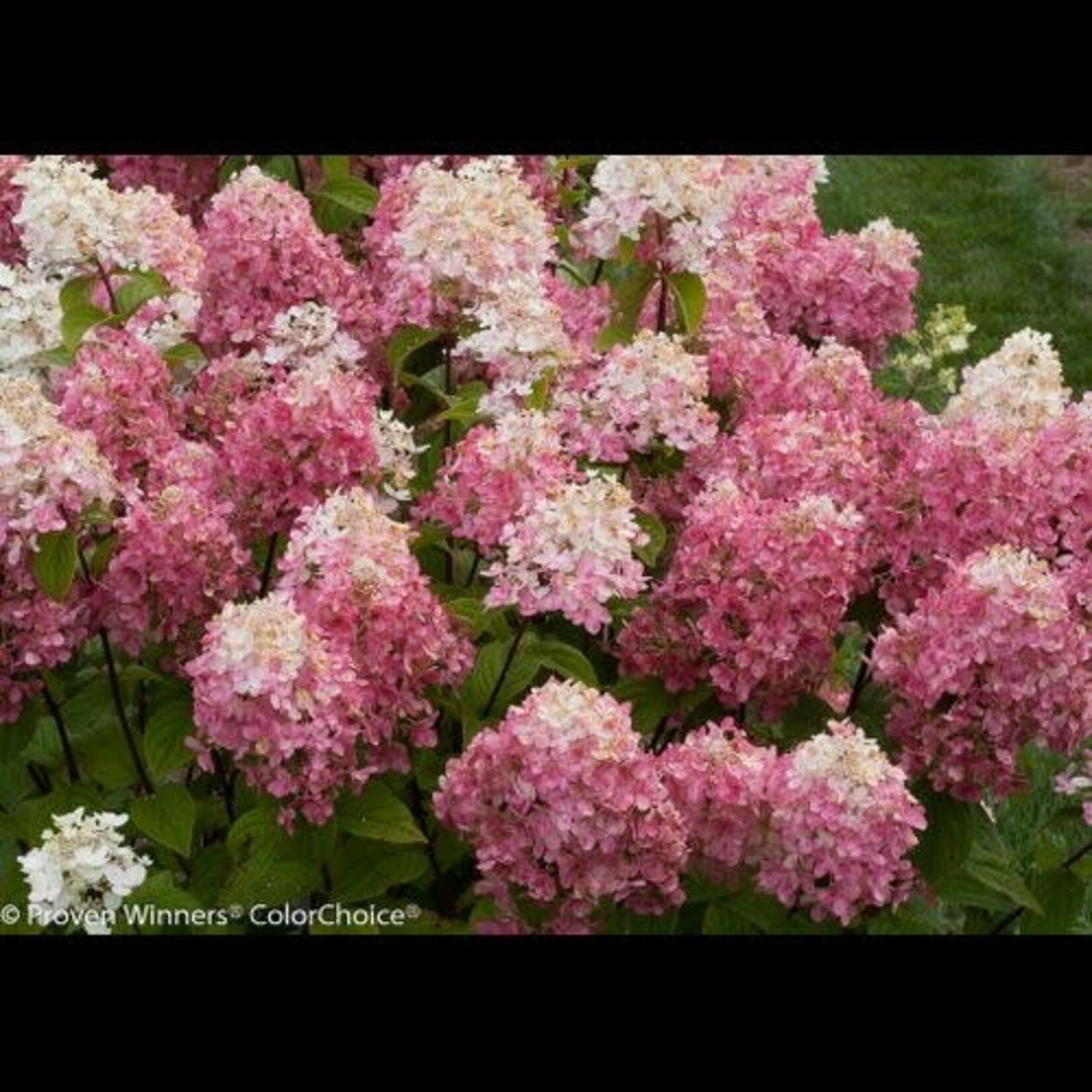 Hydrangea Fire Light PW 2 Gal