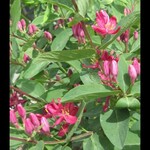 Honeysuckle Arnold Red 2 Gal